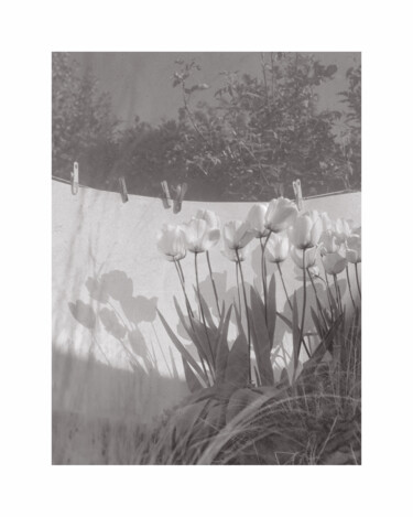 Tulipes blanches I